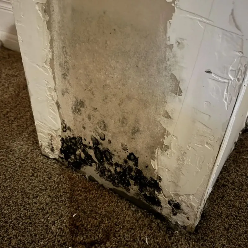 Professional Mold Removal in King, NC